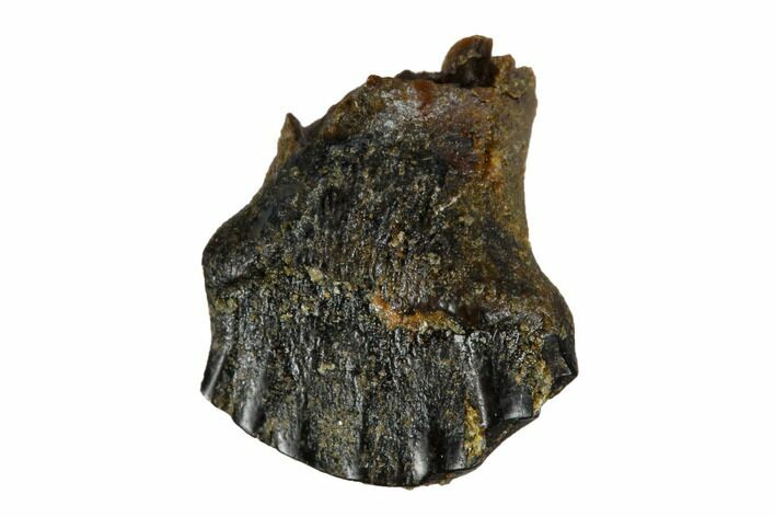 Fossil Nodosaur Tooth - Judith River Formation #173477